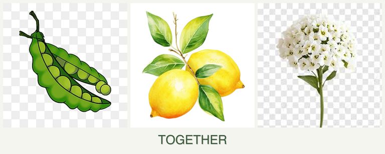 Can you plant peas, lemons and alyssum together?