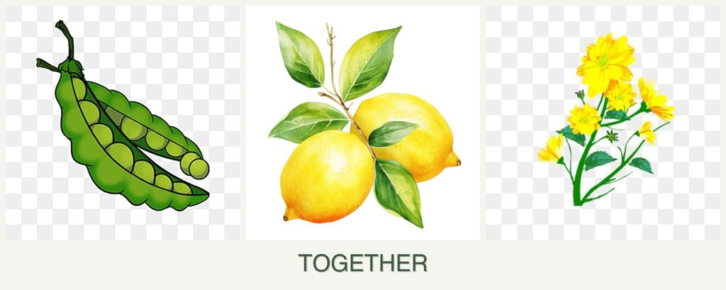 Can you plant peas, lemons and calendula together?