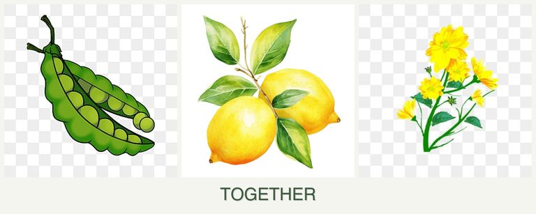 Can you plant peas, lemons and calendula together?