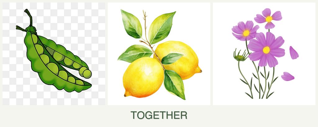 Can you plant peas, lemons and cosmos together?