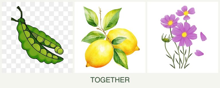 Can you plant peas, lemons and cosmos together?
