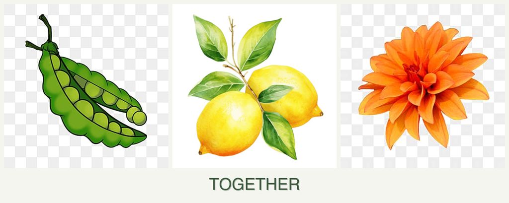 Can you plant peas, lemons and dahlias together?
