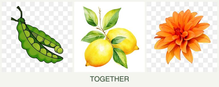 Can you plant peas, lemons and dahlias together?