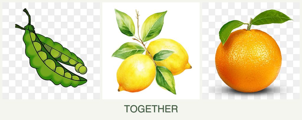 Can you plant peas, lemons and oranges together?