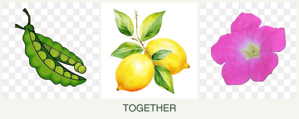 Can you plant peas, lemons and petunias together?