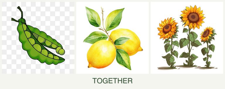Can you plant peas, lemons and sunflowers together?
