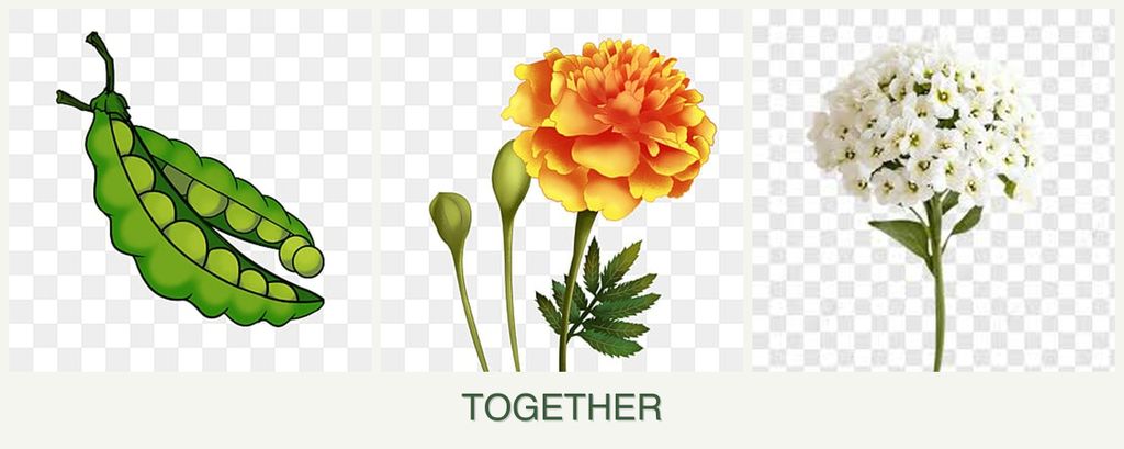 Can you plant peas, marigolds and alyssum together?