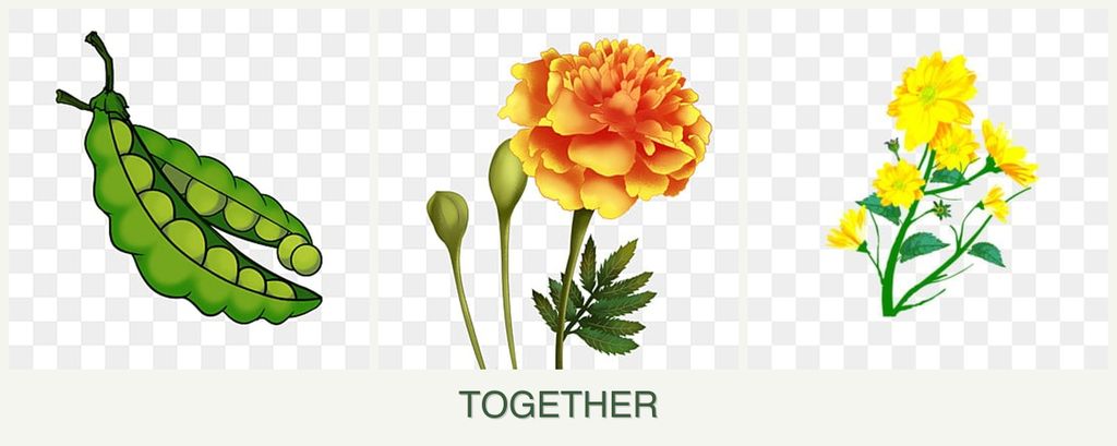 Can you plant peas, marigolds and calendula together?