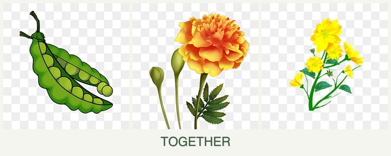 Can you plant peas, marigolds and calendula together?