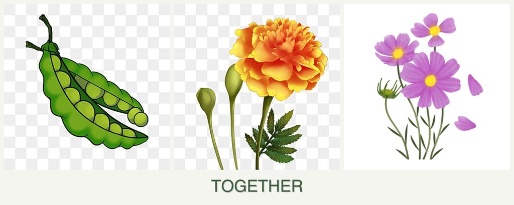 Can you plant peas, marigolds and cosmos together?
