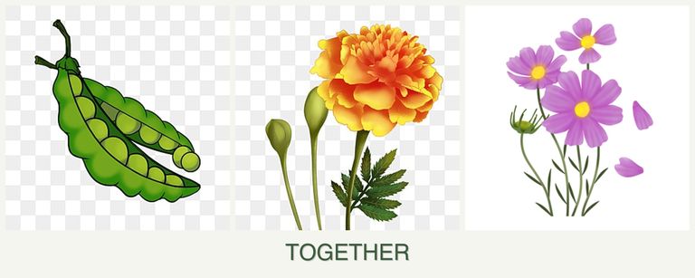 Can you plant peas, marigolds and cosmos together?