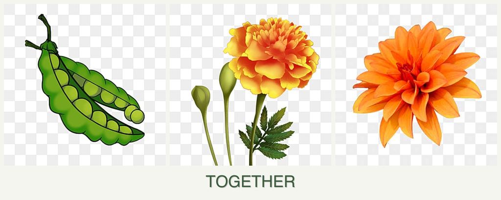 Can you plant peas, marigolds and dahlias together?