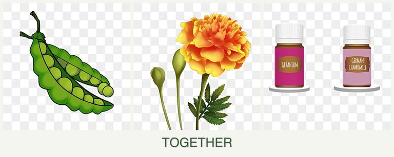 Can you plant peas, marigolds and geraniums together?