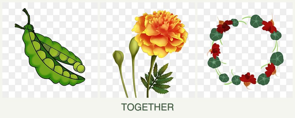Can you plant peas, marigolds and nasturtiums together?