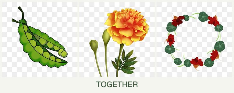 Can you plant peas, marigolds and nasturtiums together?