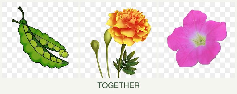 Can you plant peas, marigolds and petunias together?