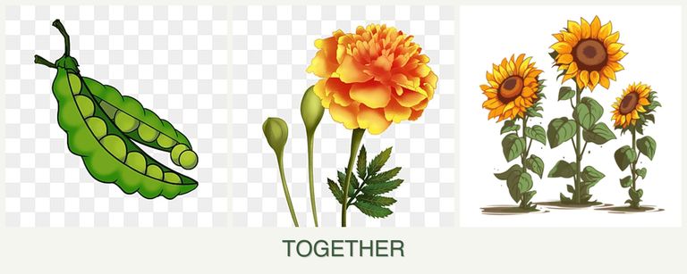 Can you plant peas, marigolds and sunflowers together?