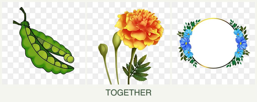 Can you plant peas, marigolds and zinnias together?