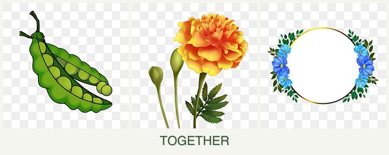 Can you plant peas, marigolds and zinnias together?