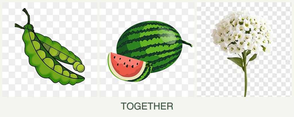 Can you plant peas, melons and alyssum together?