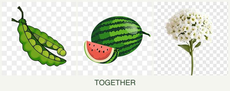 Can you plant peas, melons and alyssum together?