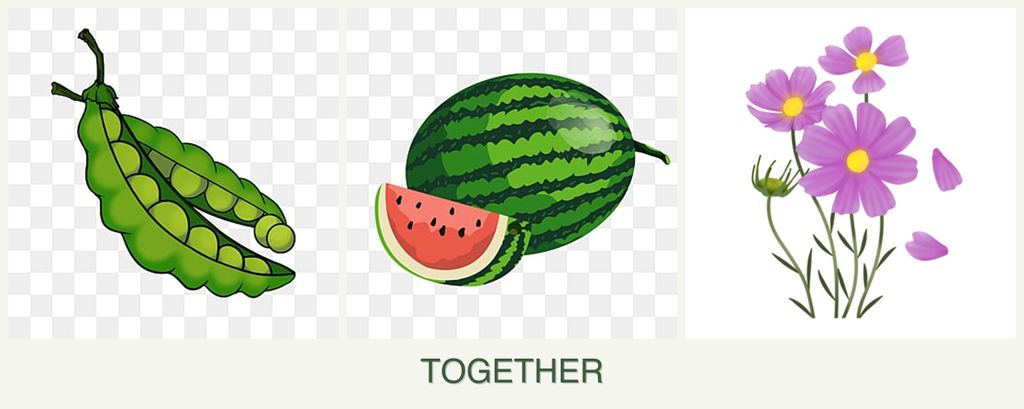 Can you plant peas, melons and cosmos together?