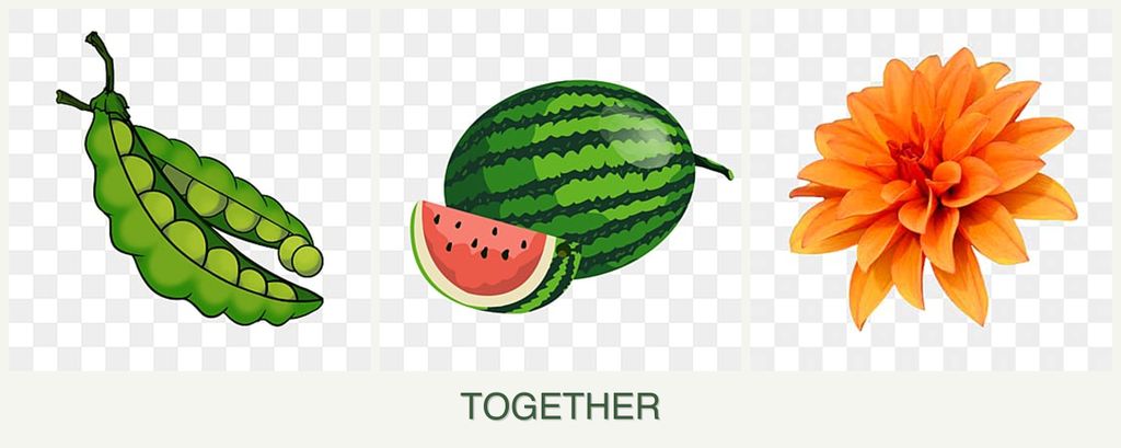 Can you plant peas, melons and dahlias together?