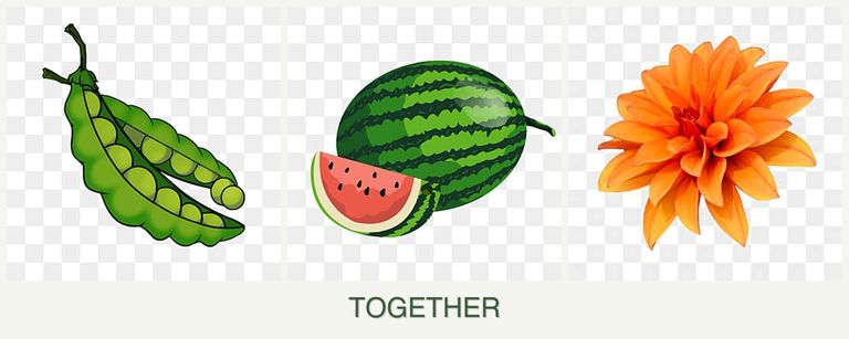 Can you plant peas, melons and dahlias together?