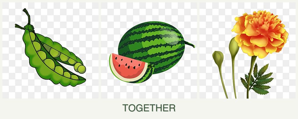 Can you plant peas, melons and marigolds together?