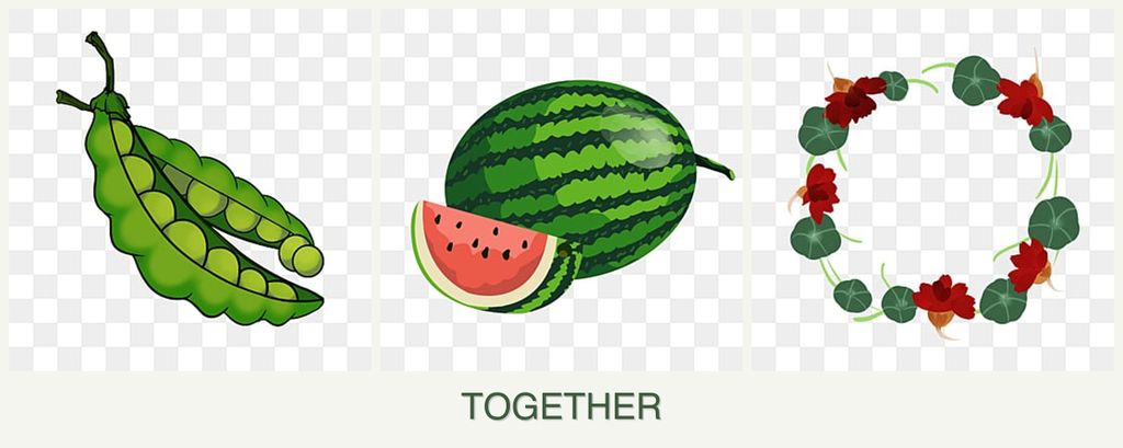 Can you plant peas, melons and nasturtiums together?