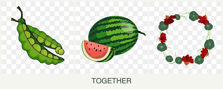 Can you plant peas, melons and nasturtiums together?