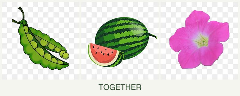 Can you plant peas, melons and petunias together?