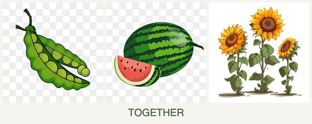Can you plant peas, melons and sunflowers together?