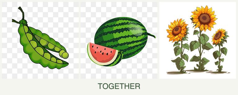 Can you plant peas, melons and sunflowers together?