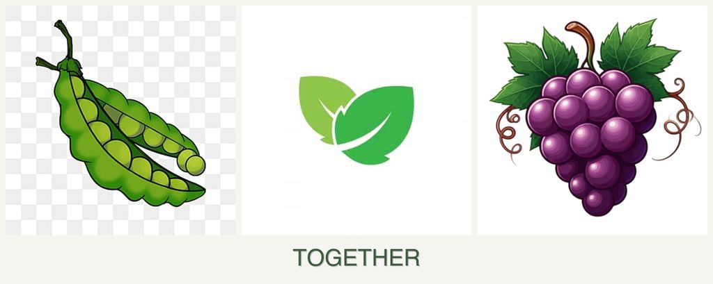 Can you plant peas, mint and grapes together?