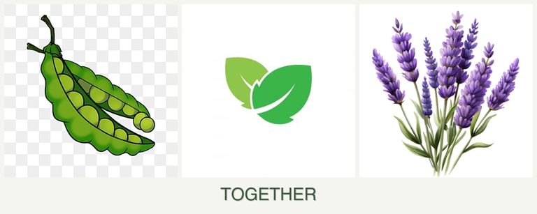 Can you plant peas, mint and lavender together?