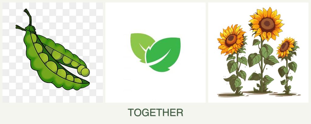 Can you plant peas, mint and sunflowers together?