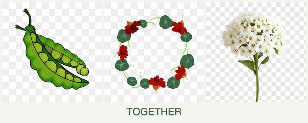 Can you plant peas, nasturtiums and alyssum together?