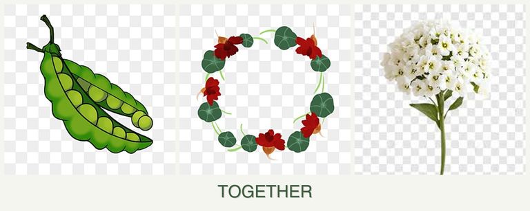 Can you plant peas, nasturtiums and alyssum together?