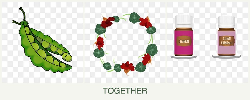 Can you plant peas, nasturtiums and geraniums together?