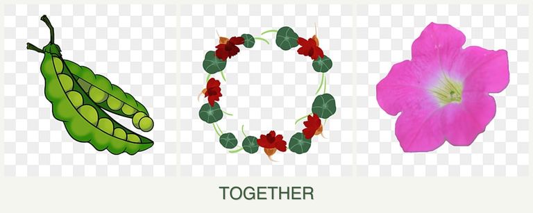 Can you plant peas, nasturtiums and petunias together?