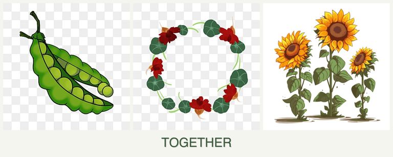 Can you plant peas, nasturtiums and sunflowers together?