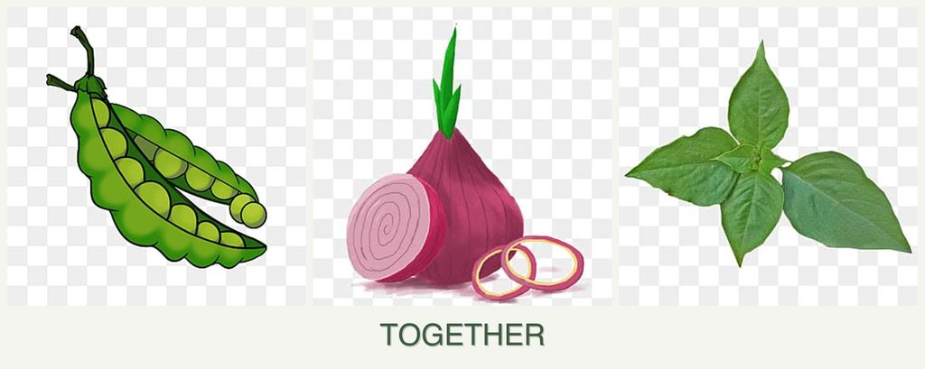 Can you plant peas, onions and basil together?
