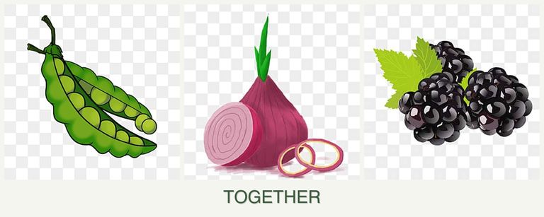 Can you plant peas, onions and blackberries together?