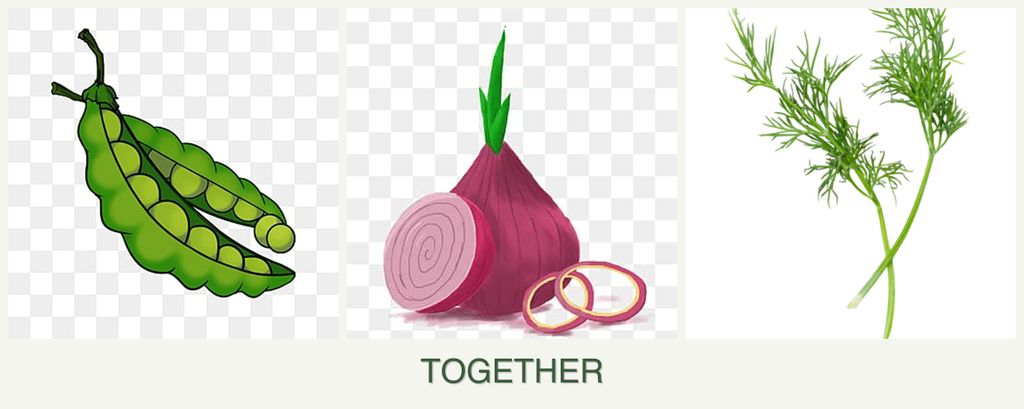 Can you plant peas, onions and dill together?