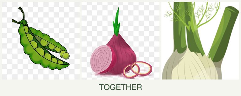 Can you plant peas, onions and fennel together?