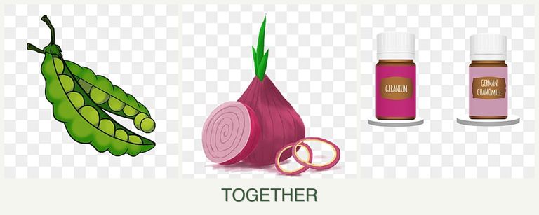 Can you plant peas, onions and geraniums together?