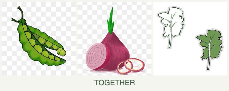 Can you plant peas, onions and kale together?