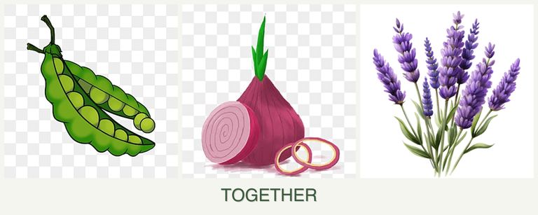 Can you plant peas, onions and lavender together?
