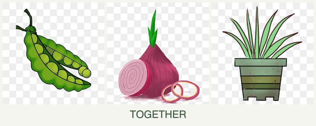 Can you plant peas, onions and lemongrass together?